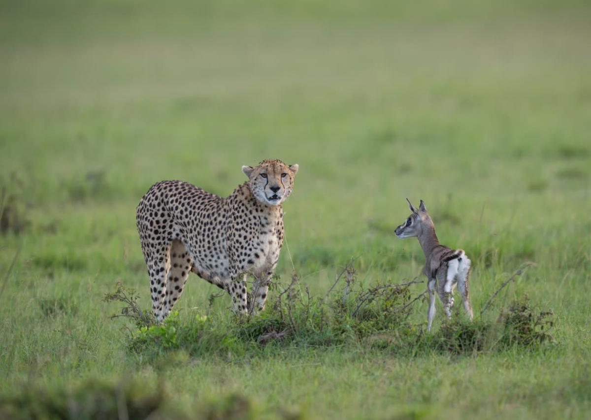 Masai village